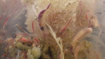 Media type: image;   Invertebrate Zoology 153120 Description: live specimen;
